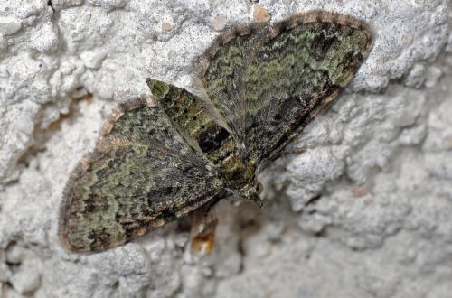 Pasiphila sp.