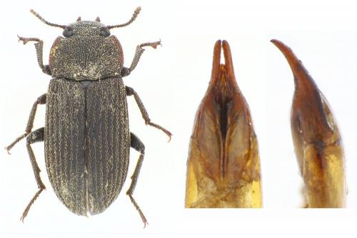 Gonocephalum calcaripes