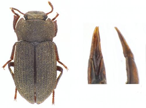 Réf. 86 026 : Gonocephalum pygmaeum