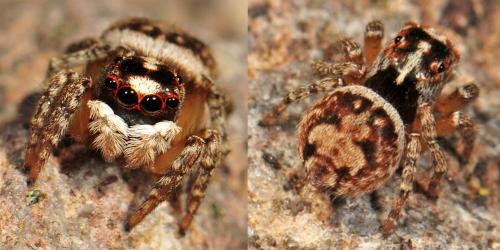 Habrocestum papilionaceum