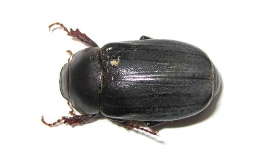 Melolonthinae