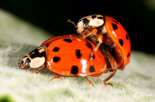 Harmonia axyridis