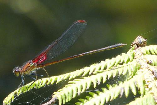 Hetaerina cruentata