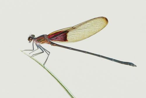 Hetaerina sp.