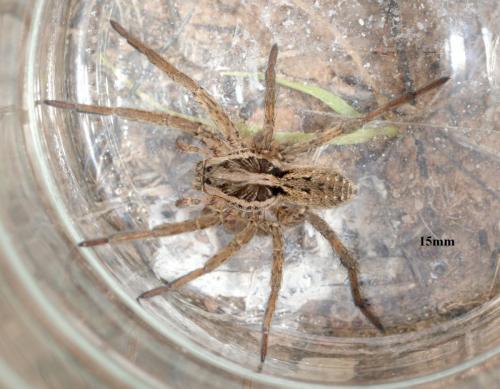 Hogna radiata