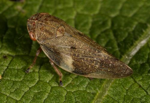 Aphrophora alni