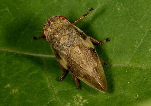 Aphrophora alni