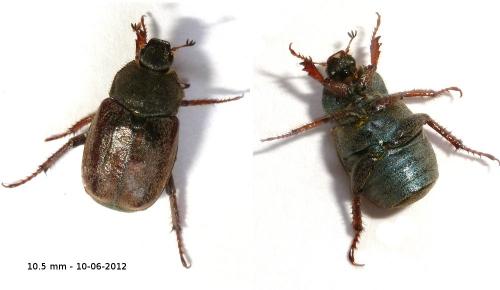 Hoplia philanthus