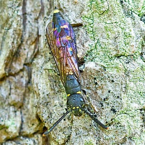 Monosapyga clavicornis