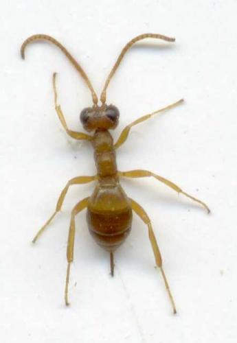 Cryptinae