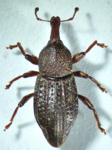 Réf. 86 871 : Iberoplinthus imbricatus