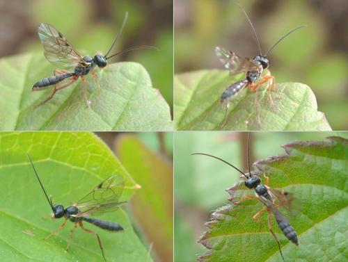 Réf. 86 048 : Tryphoninae inconnu