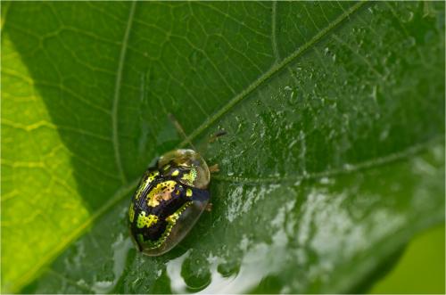 Deloyala fuliginosa