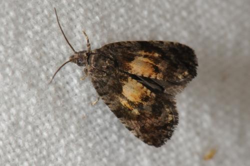 Endothenia nigricostana