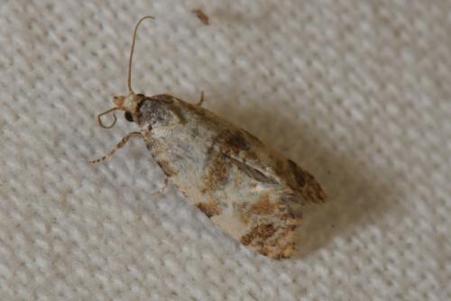 Réf. 86 064 : Cochylis molliculana