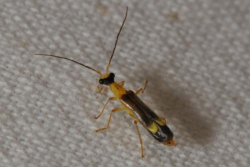 Malthinus flaveolus
