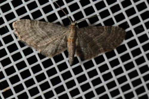Réf. 86 186 : Eupithecia haworthiata