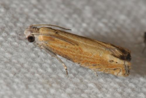 Eucosma sp.