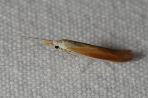 Coleophora sp.