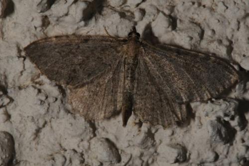Réf. 86 917 : Philereme vetulata