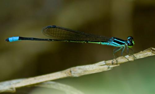 Ischnura senegalensis