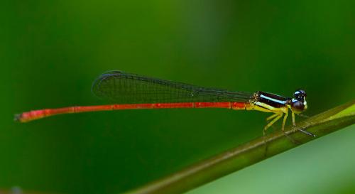 Agriocnemis alcyone