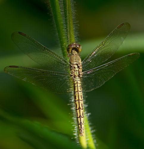 Neurothemis fluctuans