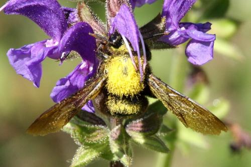 Xylocopa violacea