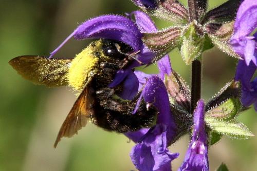 Réf. 86 171 : Xylocopa violacea