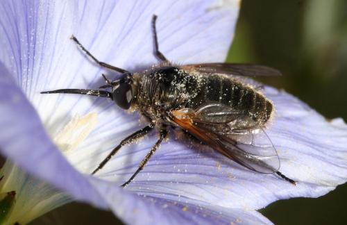 Usia pubera
