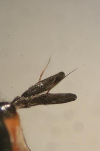 Chrysotoxum cautum
