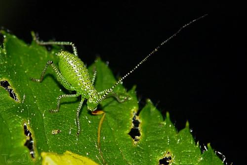 Leptophyes punctatissima