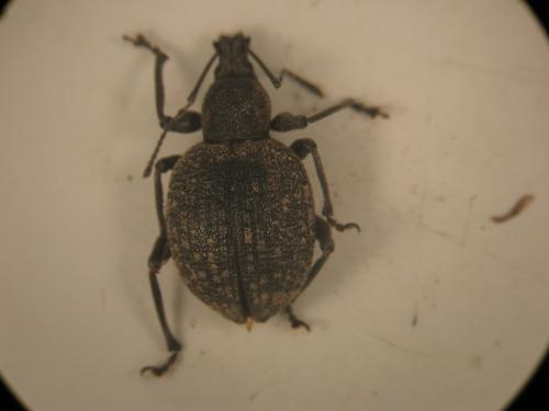Réf. 86 274 : Otiorhynchus armadillo