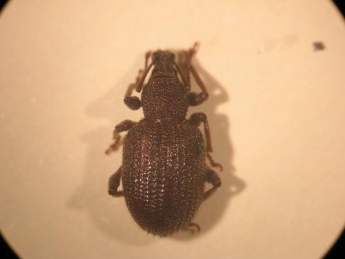 Otiorhynchus rugosostriatus