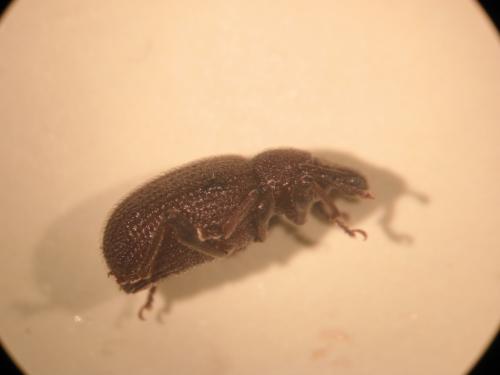 Otiorhynchus rugosostriatus