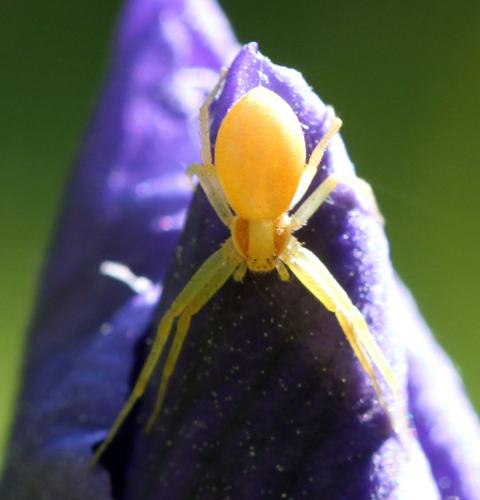 Philodromus sp.