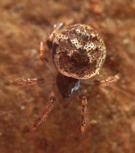 Réf. 86 777 : Dipoena melanogaster