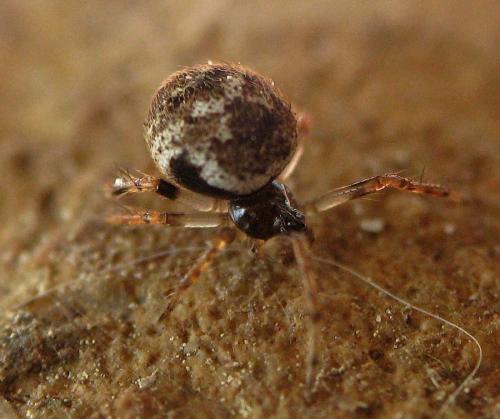 Dipoena melanogaster