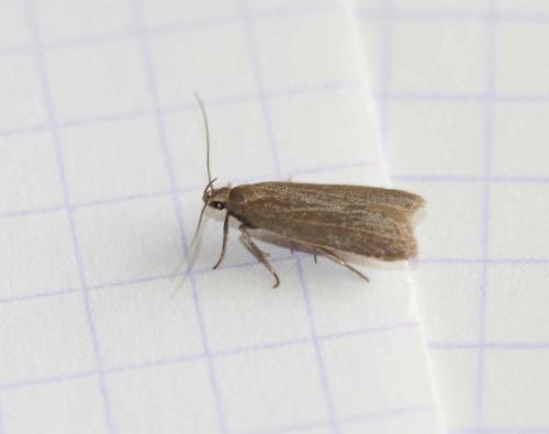 Réf. 86 283 : Acompsia cinerella