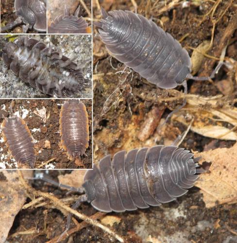 Porcellio duboscqui catalaunica