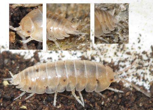 Réf. 86 360 : Cylisticus esterelanus