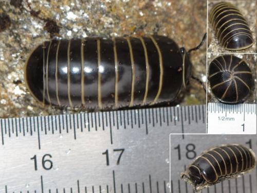 Réf. 86 160 : Glomeris marginata