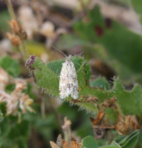 Réf. 86 419 : Aethes williana