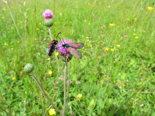 Zygaena trifolii