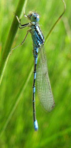 Réf. 86 276 : Coenagrion scitulum