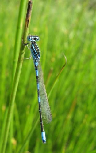Réf. 86 275 : Coenagrion scitulum