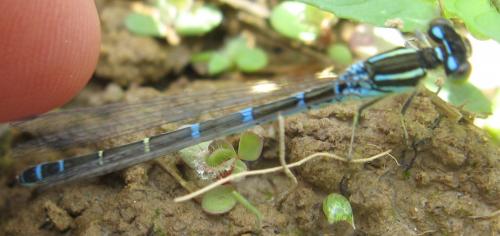 Coenagrion scitulum