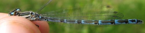 Coenagrion scitulum