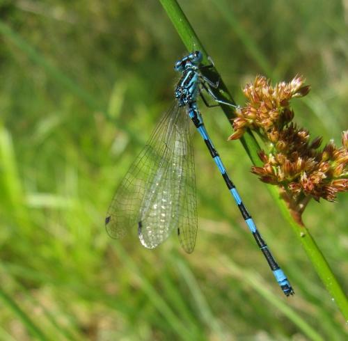 Coenagrion mercuriale