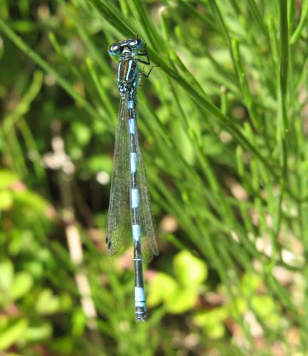 Coenagrion mercuriale